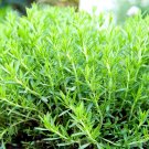 2000+ SEEDS TARRAGON SEEDS AUTUMN PERENNIAL HERB FLOWER GARDEN ANISE NON-GMO HEIRLOOM edlcy (Seeds)