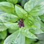 600+ SEEDS CINNAMON BASIL SEEDS SPRING HERB PERENNIAL HEIRLOOM INSECT BUG REPELLENT edlcy (Seeds)