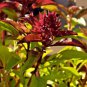 600+ SEEDS CINNAMON BASIL SEEDS SPRING HERB PERENNIAL HEIRLOOM INSECT BUG REPELLENT edlcy (Seeds)