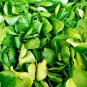 200 SEEDS MACHE SEEDS SPRING GARDEN VEGETABLE SALADS HERB MICROGREENS NON-GMO edlcy (Seeds)