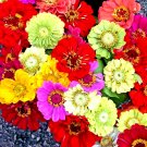 200+ SEEDS  ZINNIA GIANTS AUTUMN MIX SEEDS FLOWERS BLOOMS BUTTERFLIES BEE edlcy (Seeds)