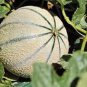 20+ SEEDS CHARENTAIS MELON FRUIT RARE FRENCH CANTALOUPE SWEET HEIRLOOM NON-GMO edlcy (Seeds)