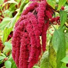 1200 SEEDS AMARANTH LOVE LIES BLEEDING RARE FLOWER GARDEN HEIRLOOM NON-GMO edlcy (Seeds)