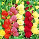 60 SEEDS HOLLYHOCK RARE MIX AUTUMN GARDEN PLANTING HUGE FLOWERS BEES BORDERS edlcy (Seeds)