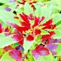 1000+ SEEDS RED AMARANTH STRIPE LEAF CHINESE SPINACH YIN CHO VEGETABLE GARDEN edlcy (Seeds)