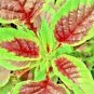 1000+ SEEDS RED AMARANTH STRIPE LEAF CHINESE SPINACH YIN CHO VEGETABLE GARDEN edlcy (Seeds)
