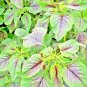 1000+ SEEDS RED AMARANTH STRIPE LEAF CHINESE SPINACH YIN CHO VEGETABLE GARDEN edlcy (Seeds)