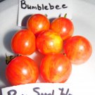 10 SEED Rare Sunrise BumblebeeTomato edlcy (Seeds)
