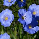 25 Seeds Blue Flax - BEAUTIFUL BLUE COLOR HARDY edlcy (Seeds)
