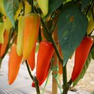 20 Seeds Hungarian SWEET Wax Peppers edlcy (Seeds)