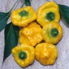 10 Seeds Rare Hot Yellow Mushroom Pepper edlcy (Seeds)