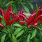 10 Seeds RED MISSLE PEPPER SEEDS - VERY UNIQUE PEPPER edlcy (Seeds)