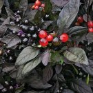 10 SEEDS Black Pearl Pepper Seeds VERY UNIQUE PEPPER edlcy (Seeds)