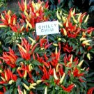 10 SEEDS Chilly Chili Pepper Seeds VERY UNIQUE PEPPER edlcy (Seeds)