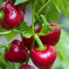10 Seeds Hot Cherry Bomb Pepper Seeds - Very Unique Pepper edlcy (Seeds)