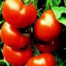 20 Seeds Bradley HEIRLOOM Tomato edlcy (Seeds)