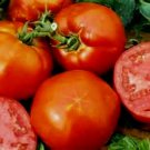 20 SEEDS Homestaed Heirloom Tomato edlcy (Seeds)