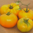 20 SEEDS Lenny & Gracie Huge Yellow Tomato edlcy (Seeds)