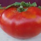 20 Seeds Abe Lincoln HEIRLOOM Tomato edlcy (Seeds)