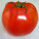 20 Seeds Lincoln Adams Tomato Heirloom Seeds (Great for Canning) edlcy (Seeds)