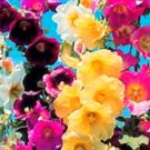 25 Seeds Mixed Hollyhock Seeds (Beautiful Mixed Singles) HEIRLOOM - GREAT COLORS edlcy (Seeds)
