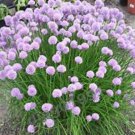50 SEEDS CHIVE SEEDS! GREAT ON A BAKED POTATO edlcy (Seeds)