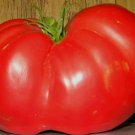 20 SEEDS Beefsteak Tomato - LARGE MEATY TOMATOES edlcy (Seeds)