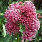 15 SEEDS OLD FASHIONED TALL BUTTERFLY WEED edlcy (Seeds)