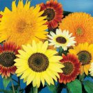 25 SEEDS MIXED COLORS Multi Headed Ornamental Sunflowers edlcy (Seeds)