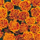 25 Seeds Tall Multi-Colored Marigold edlcy (Seeds)