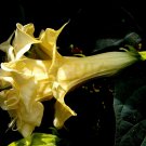15 Seeds Tripple Yellow Devil Trumpet - THIS WILL SLOW DOWN TRAFFIC edlcy (Seeds)