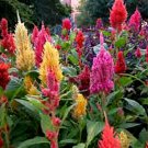 100 SEEDS HUGE MULTI-COLORED TALL FEATHER CELOSIA edlcy (Seeds)
