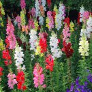 50 SEEDS Snapdragon TALL MIXED BRIGHT COLORS edlcy (Seeds)