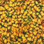 Large Mango Papaya Polymer Clay Fruit Sprinkles, Nail Art Slices (Bag: 30 Grams)