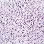 Pastel Purple Donut Loop Polymer Clay Dessert Candy Slice Sprinkles, Nail Art Slices (Bag: 15 Grams)