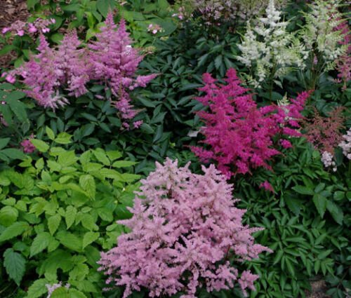250 Bulk Seeds ASTILBE BUNTER MIXED COLORS Astilbe Arendsii edlcy (Seeds)