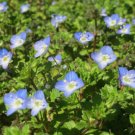 500 Bulk Seeds SPEEDWELL CREEPING BLUE Veronica Repens edlcy (Seeds)