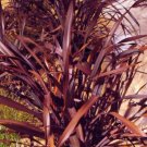 50 Bulk Seeds NEW ZEALAND FLAX PURPLE Phormium Tenax Purpureum edlcy (Seeds) 50 Bulk Seeds NEW ZEALAND FLAX PURPLE Phormium Tenax Purpureum edlcy (Seeds)