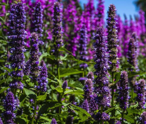 100 Bulk Seeds KOREAN MINT Agastache Rugosa edlcy (Seeds)