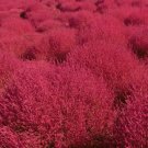 100 Bulk Seeds BURNING BUSH Kochia Scoparia edlcy (Seeds)