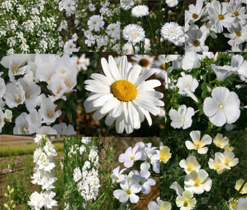 1 Oz Bulk Seeds WILDFLOWER MIX WHITE edlcy (Seeds)