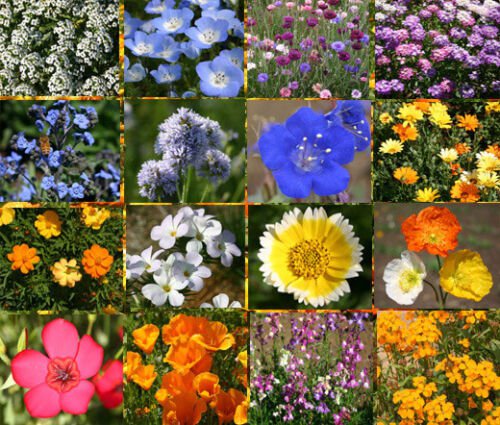1 Oz Bulk Seeds WILDFLOWER MIX SHORT CREEK edlcy (Seeds)