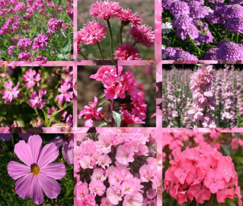 1 Oz Bulk Seeds WILDFLOWER MIX PINK edlcy (Seeds)