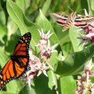 50 Bulk Seeds MILKWEED SHOWY Asclepias Speciosa edlcy (Seeds)