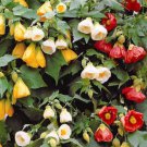 50 Bulk Seeds ABUTILON BELLEVUE MIX Abutilon Hybridum edlcy (Seeds) 50 Bulk Seeds ABUTILON BELLEVUE MIX Abutilon Hybridum edlcy (Seeds)