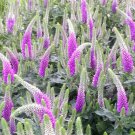 250 Bulk Seeds SPIKED SPEEDWELL ROYAL CANDLES DWARF Veronica Spicata edlcy (Seeds)