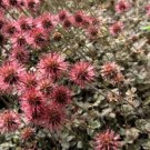 250 Bulk Seeds NEW ZEALAND BURR BRONZE Acaena Microphylla edlcy (Seeds)