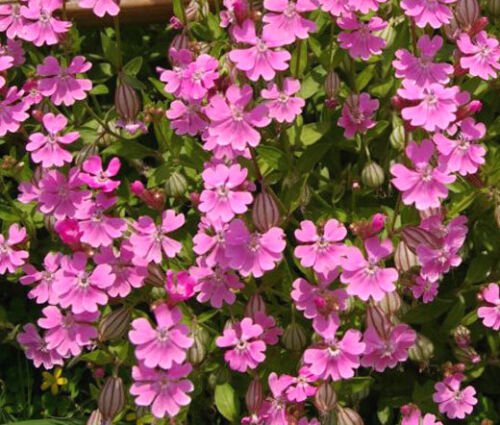 1,000 Bulk Seeds CATCHFLY NODDING ROSE TRIUMPH Silene Pendula edlcy (Seeds)