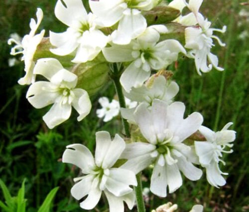 1,000 Bulk Seeds CATCHFLY NODDING WHITE SNOWDROP Silene Pendula edlcy (Seeds)