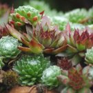 250 Bulk Seeds HOUSELEEK Sempervivum Hybridum edlcy (Seeds)